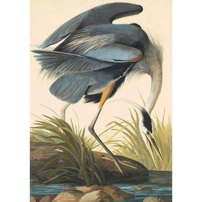Oppenheimer Audubon Great Blue Heron (1 of 1)
