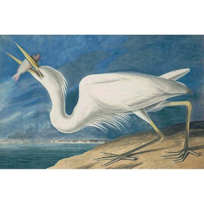 Oppenheimer Audubon Great White Heron (1 of 1)