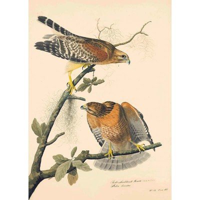 Oppenheimer Audubon Red Shouldered Hawk (1 of 1)
