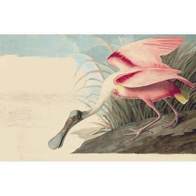Oppenheimer Audubon Roseate Spoonbill (1 of 1)