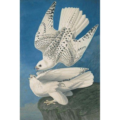 Oppenheimer Audubon Iceland or Gyr Falcon (1 of 1)