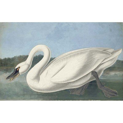 Oppenheimer Audubon Common American Swan (1 of 1)