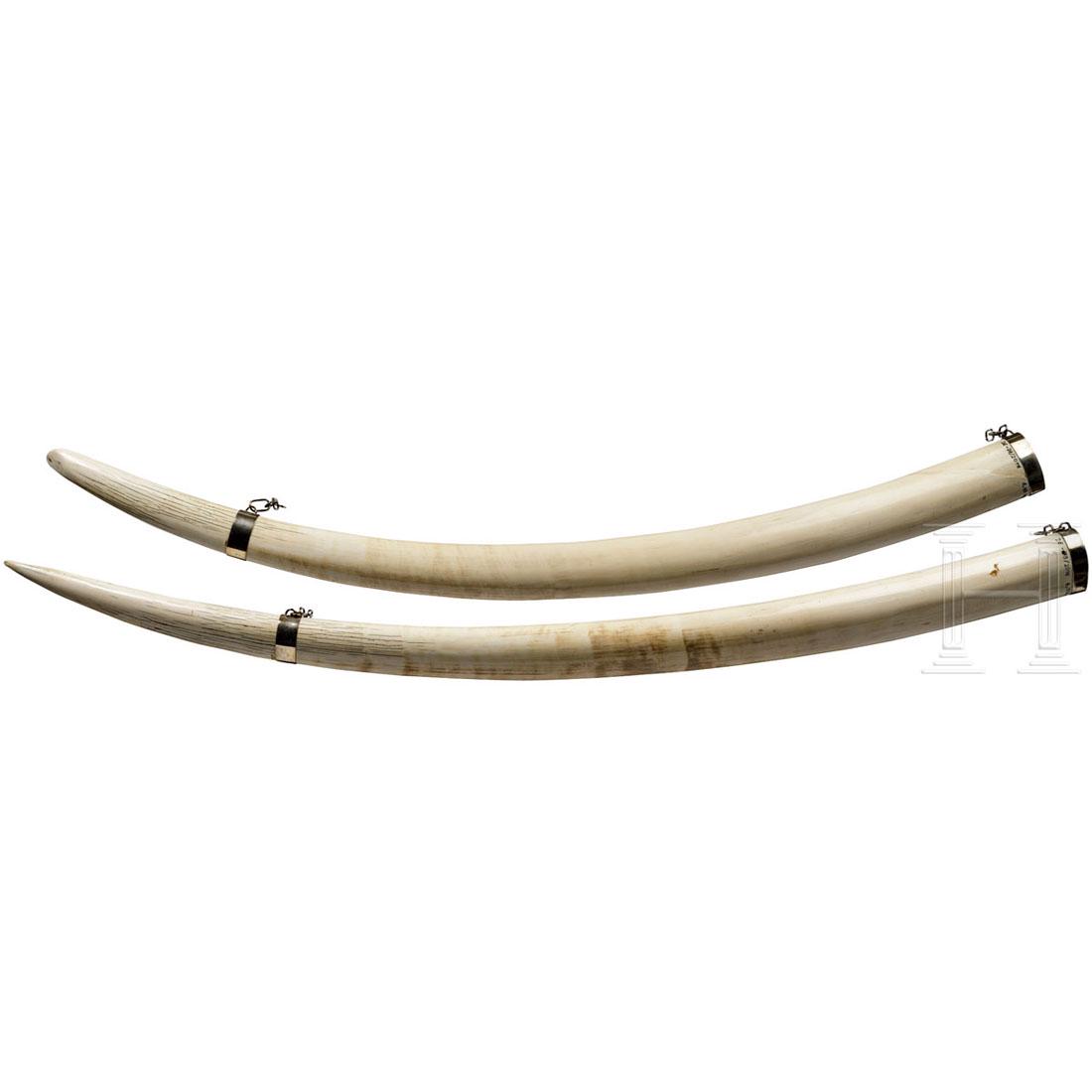 A pair of elephant tusks, Africa, 1972: StoÃŸzÃ¤hne eines afrikanischen Elefanten (Loxodonta africana), die OberflÃ¤chen minimal patiniert und an den Spitzen mit den typischen Rissen und leichten Abnutzungsspuren. Gewicht 6,0 und 6,4 