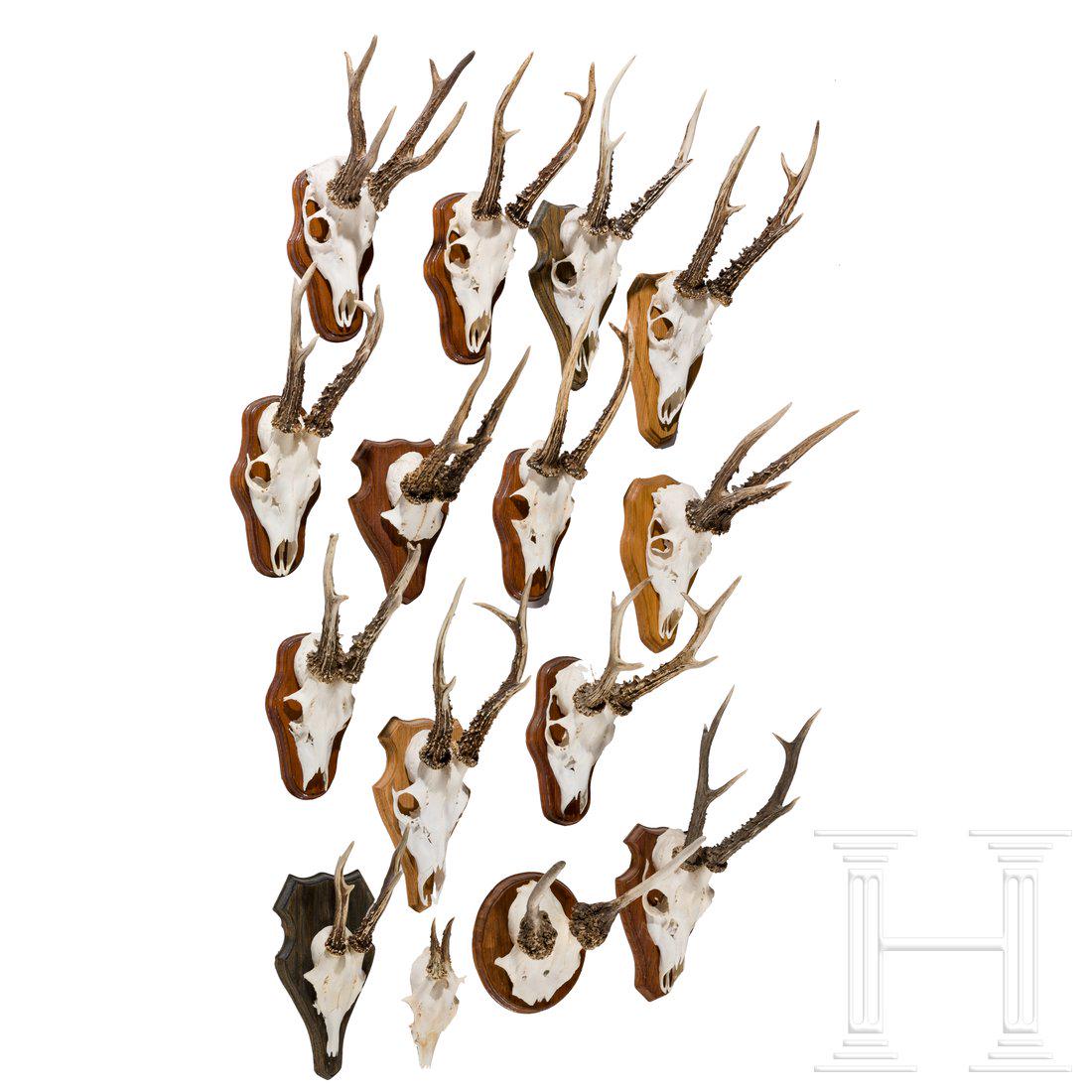 15 German/Austrian/Swedish deer antlers, 20th century: SchÃ¶n prÃ¤parierte TrophÃ¤en, grÃ¶ÃŸtenteils auf TrophÃ¤enbrettern montiert und rs. mit dem Ort bezeichnet, an dem das Wild erlegt wurde.Condition: II