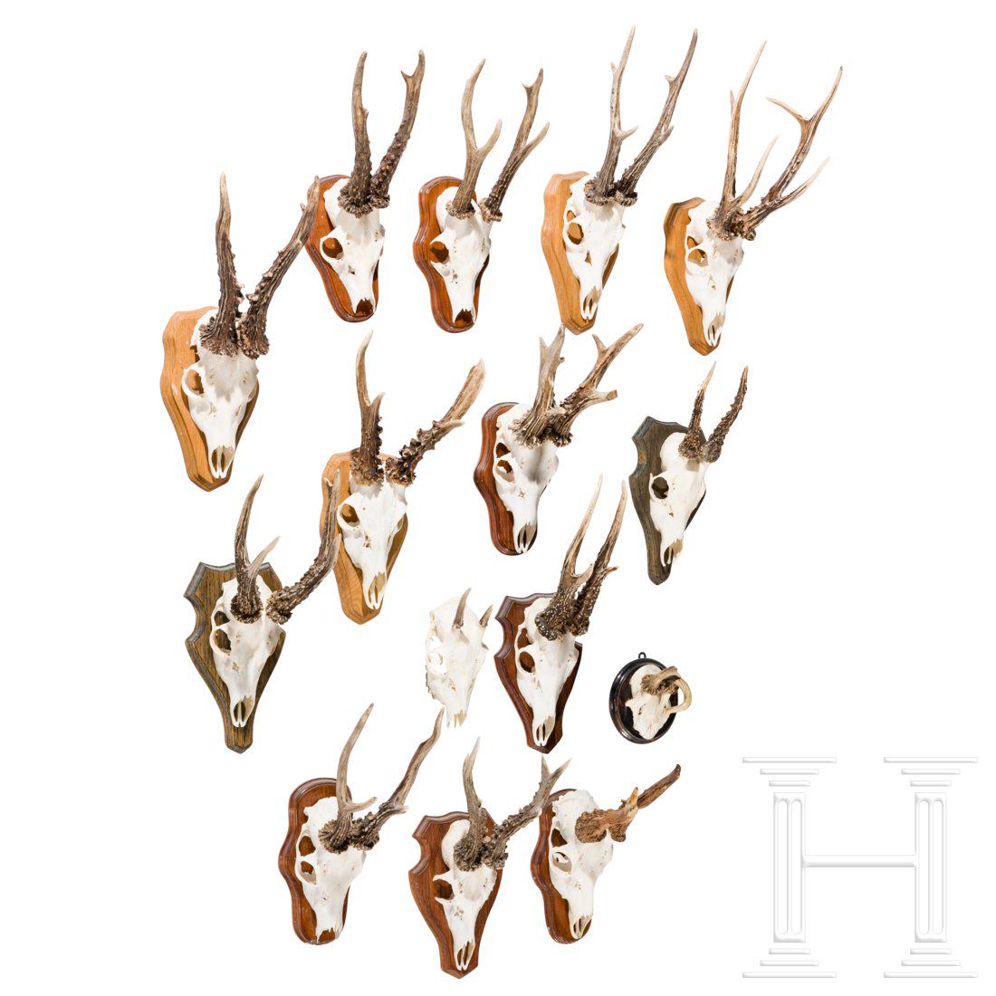 15 German/Austrian/Swedish deer antlers, 20th century: SchÃ¶n prÃ¤parierte TrophÃ¤en, darunter auch ein KrÃ¼ppelbock. GrÃ¶ÃŸtenteils auf TrophÃ¤enbrettern montiert und rs. mit dem Ort bezeichnet, an dem das Wild erlegt wurde.Condition: II