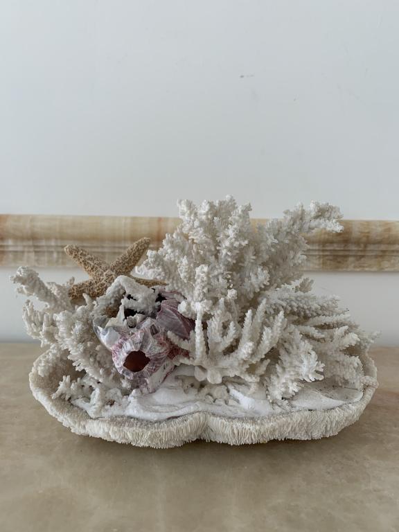 NATURAL CORAL SHELL STARFISH CLUSTER FOR DISPLAY (1 of 3)