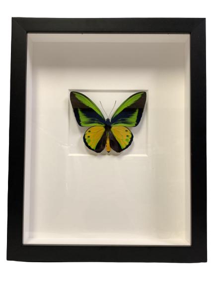 PHEROMONE BY CHRISTOPHER MARLEY ORIGINAL ARTWORK: PHEROMONE BY CHRISTOPHER MARLEY ORIGINAL ARTWORK -15.5" X 12.5" -GOLIATH BIRDWING -STAMPED IN MATTE -BEAUTIFUL MATTE BLACK SHADOW BOX Christopher Marley is an American artist and naturalist born in Lo