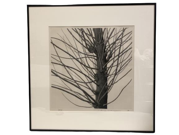 VINTAGE RYOHEI TANAKA TREE ETCHING 22" x 22" (1 of 7)