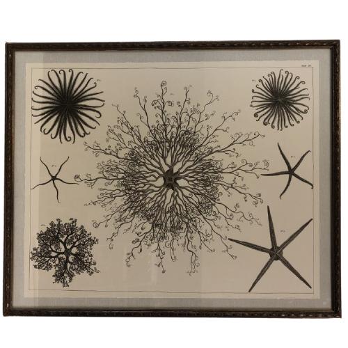 VTG STARFISH SCIENTIFIC CHART POSTER 34" (1 of 10)