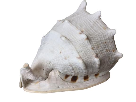 VINTAGE MASSIVE CONCH SHELL BEACH HOME DECOR (1 of 7)