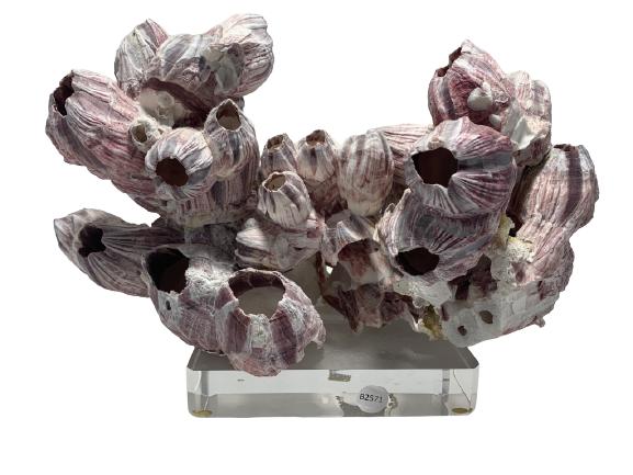 VINTAGE  SHELL SCULPTURE ON LUCITE BASE (1 of 4)