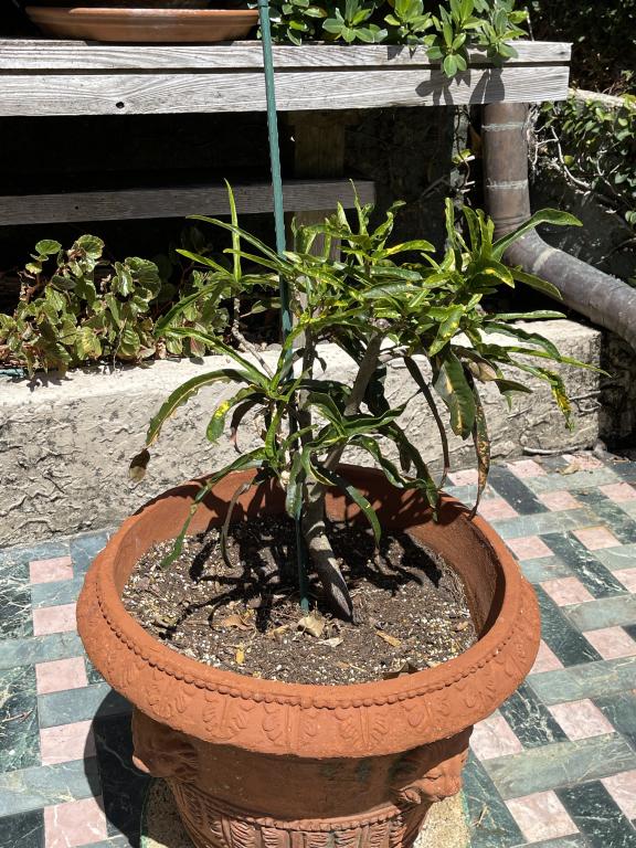 VERSACE INSPIRED TERRACOTA PLANTER AND PLANT (1 of 2)