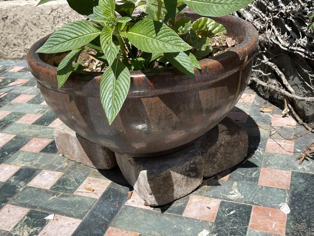 OUTDOOR CERAMIC PLANTER WITH PLANT (1 of 2)