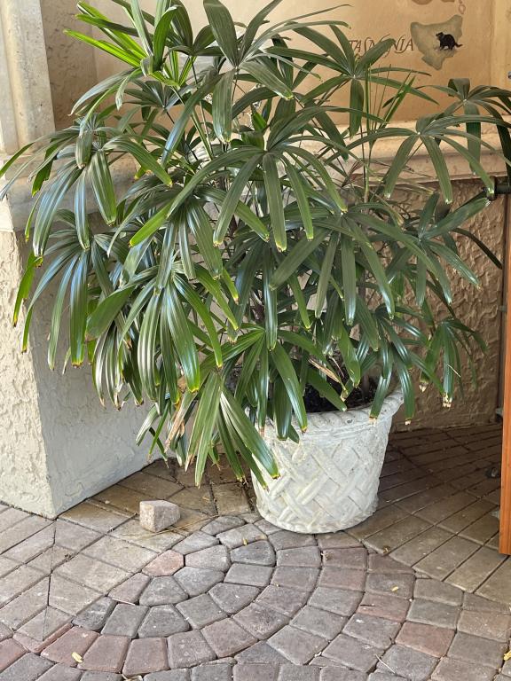 OUTDOOR CERAMIC PLANTER WITH PLANT (1 of 2)