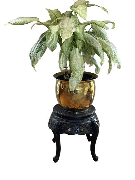 VTG BRASS PLANTER ON CHINOISERIE STAND W PLANT 27" (1 of 8)