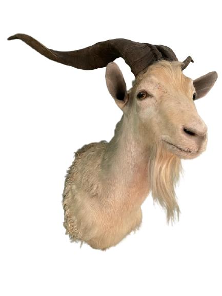 WILD GOAT TAXIDERMY HUNTING TROPHY WALL MOUNT 36" (1 of 7)
