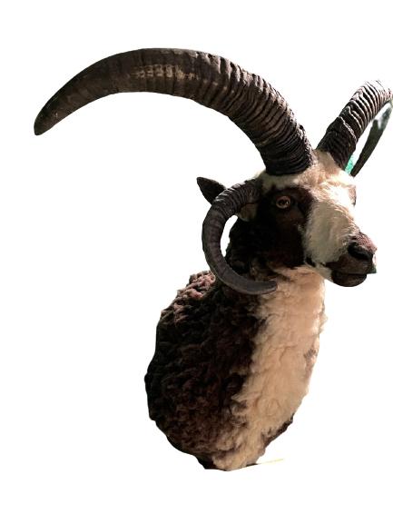 WILD GOAT TAXIDERMY HUNTING TROPHY WALL MOUNT 35" (1 of 6)