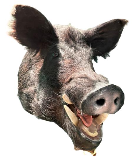 WILD BOAR TAXIDERMY HUNTING TROPHY WALL MOUNT 22" (1 of 5)