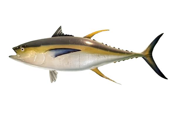 YELLOW FIN TUNA TAXIDERMY FISHING WALL MOUNT 57" (1 of 4)