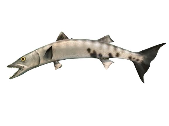 BARRACUDA TAXIDERMY FISHING WALL MOUNT 34": MOUNTED BARRACUDA TAXIDERMY FISHING TROPHY WALL MOUNT | FISHERMAN FISHING WILDLIFE CABIN LODGE RUSTIC HOME DECOR GAMEROOM -10" X 34" APPROX-VERY GOOD CONDITION-DP9821-MUST BE PICKED UP BY CONFIRMED AP
