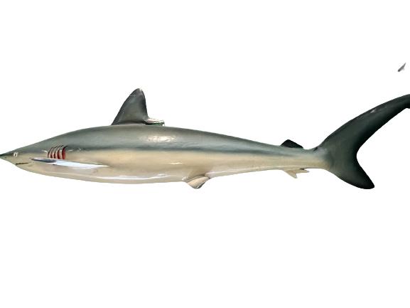 MAKO SHARK TAXIDERMY FISHING TROPHY WALL MOUNT 63" (1 of 5)