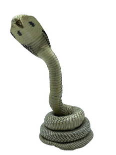 TAXIDERMY COILED COBRA SNAKE: TAXIDERMY COILED COBRA SNAKE-11" X 5" APPROX GOOD CONDITION WEAR CONSISTENT WITH AGE , SPLITTING, SEE PHOTO-DP102021