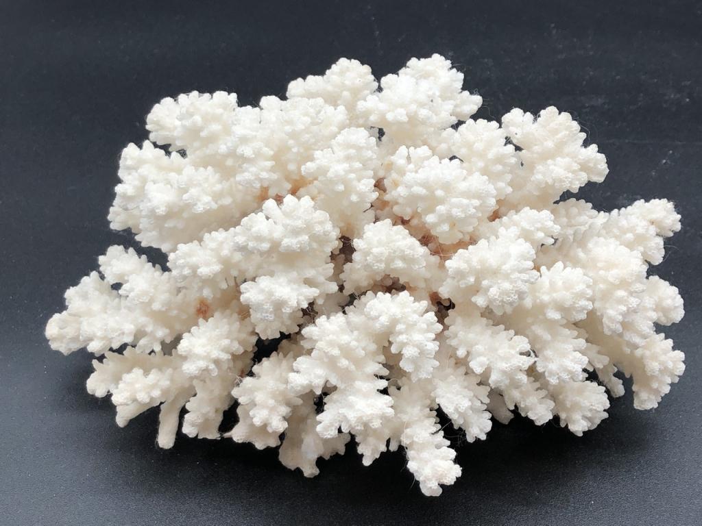 PIECE OF DECORATIVE CORAL: PIECE OF DECORATIVE CORAL