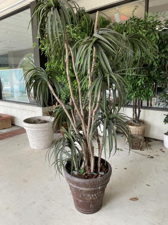 LARGE TERRACOTTA PLANTER & FAUX TREE 78" (1 of 4)