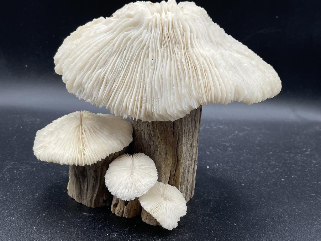 VINTAGE MUSHROOM CORAL DECORATIVE ART PIECE: VINTAGE MUSHROOM CORAL DECORATIVE ART PIECE-MUST PICK UP IN BOCA RATON SAT FEB 19, 12-3 OR ARRANGE IN HOUSE SHIPPING PRIOR