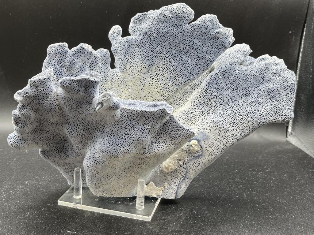 BLUE TINTED DECORATIVE CORAL ON LUCITE STAND (1 of 2)