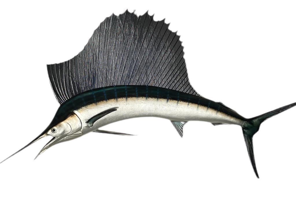 LARGE TAXIDERMY SAILFISH WALL MOUNT 82" (1 of 3)