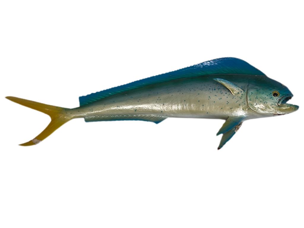 MAHI MAHI FISH TAXIDERMY WALL MOUNT 31" (1 of 2)