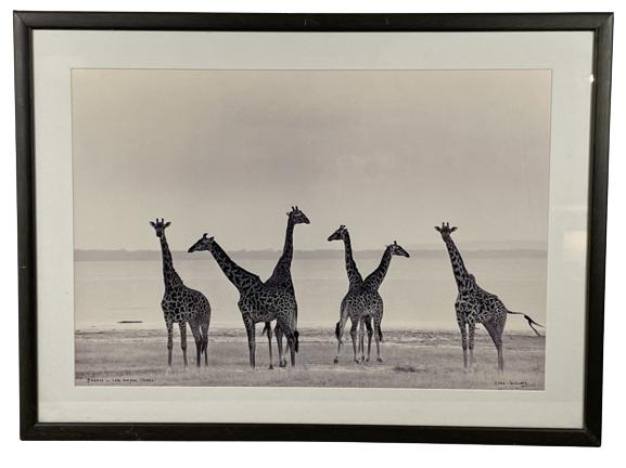 LYNN McCLAREN ORIGINAL B/W GIRAFFE PHOTOGRAPH (1 of 5)