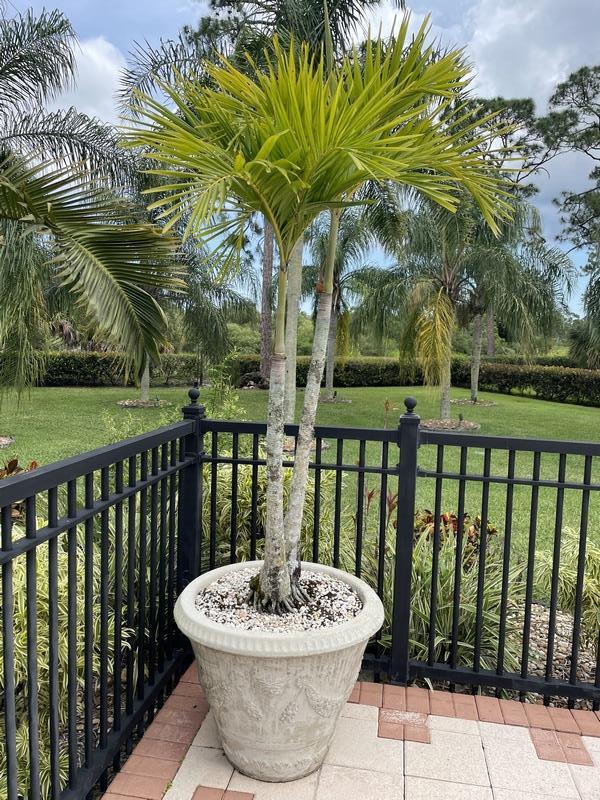LARGE REGENCY STYLE CAST STONE PLANTER & TREE (1 of 4)