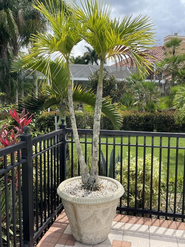 LARGE REGENCY STYLE CAST STONE PLANTER & TREE (1 of 4)