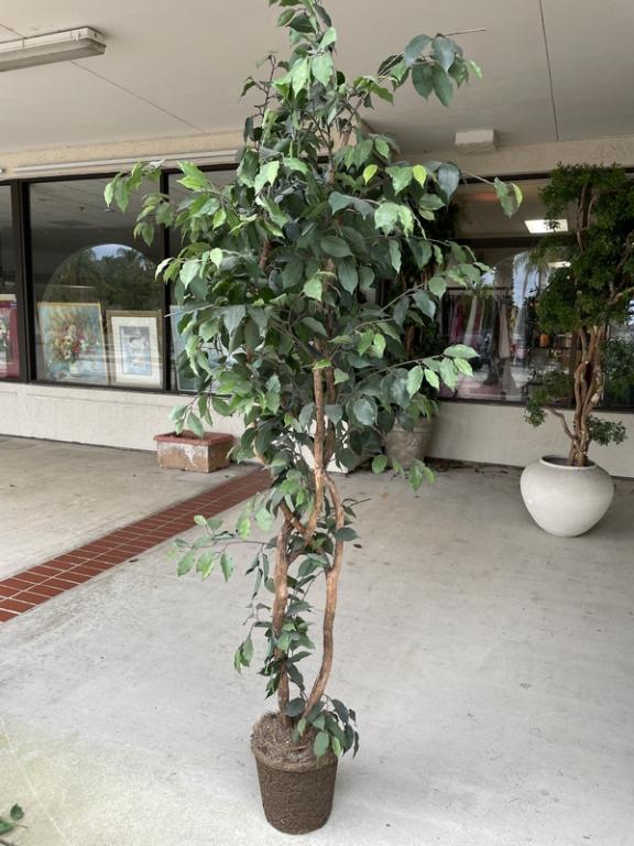 FAUX FICUS TREE 86" (1 of 4)