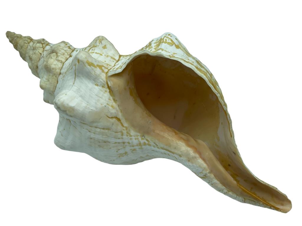LARGE NATURAL OCEAN CONCH SHELL 16" (1 of 3)