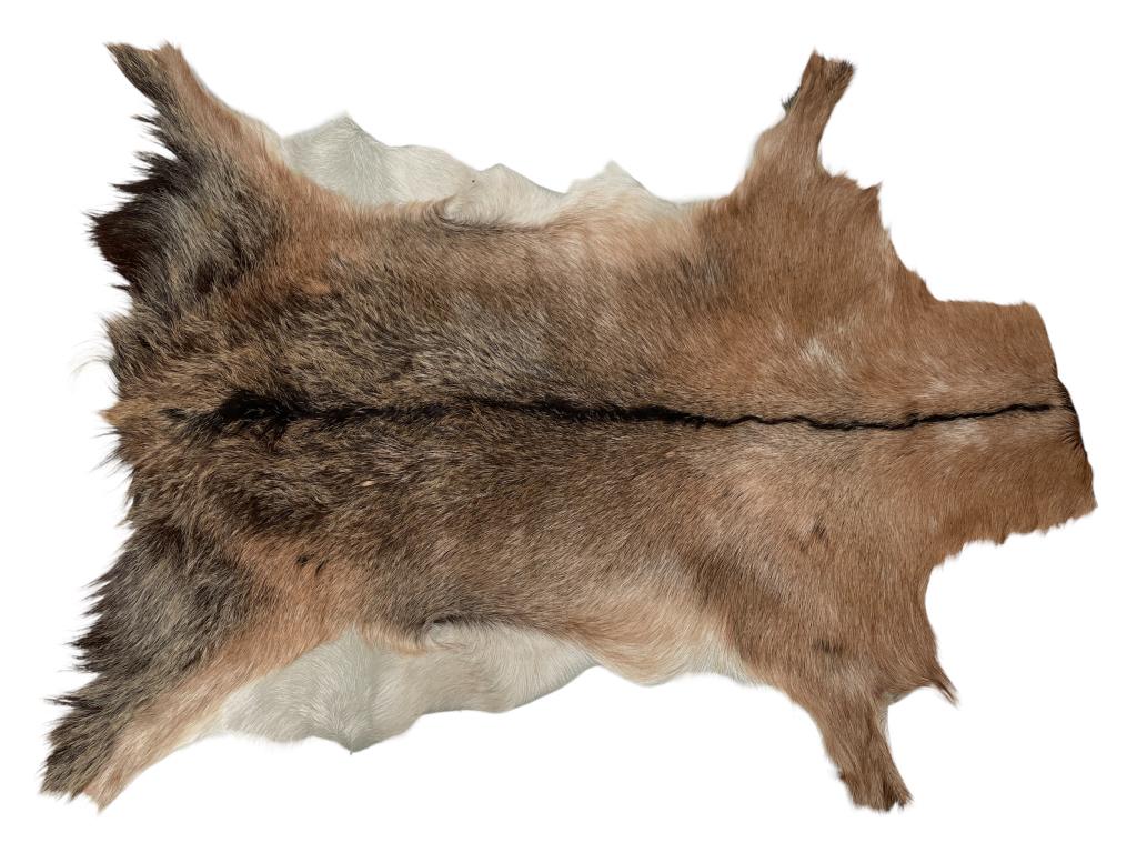 GENUINE GOATSKIN TAXIDERMY TANNED HIDE 32" (1 of 3)