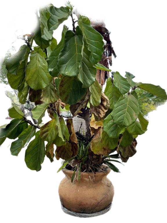 VINTAGE TERRACOTTA PLANTER WITH FIDDLE LEAF TREE (1 of 5)