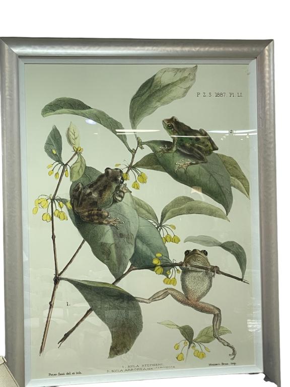 VINTAGE MINTERN BROS /  PETER SMITH FROG LITHOGRAH (1 of 7)