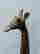 item-137143003=3