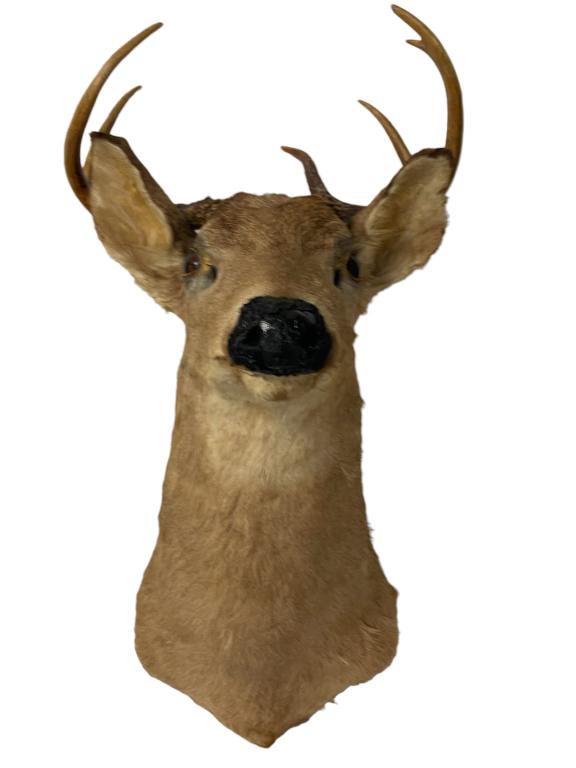 TAXIDERMY DEER TROPHY MOUNT | 3 POINT BUCK (1 of 4)