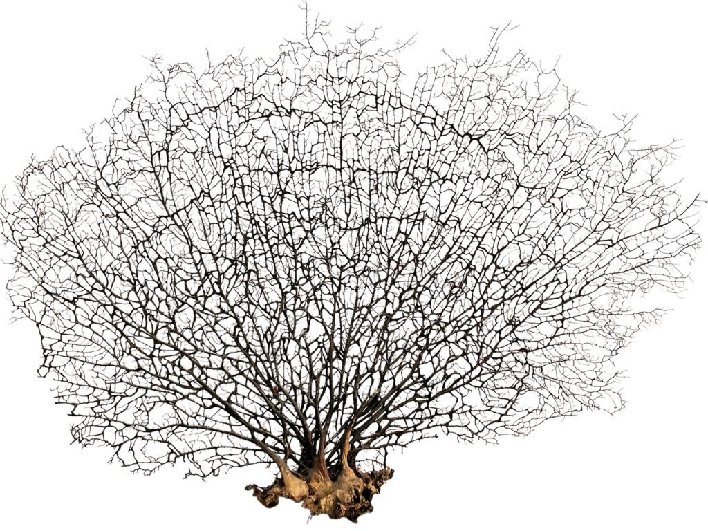LARGE NATURAL SEA FAN CORAL (1 of 4)