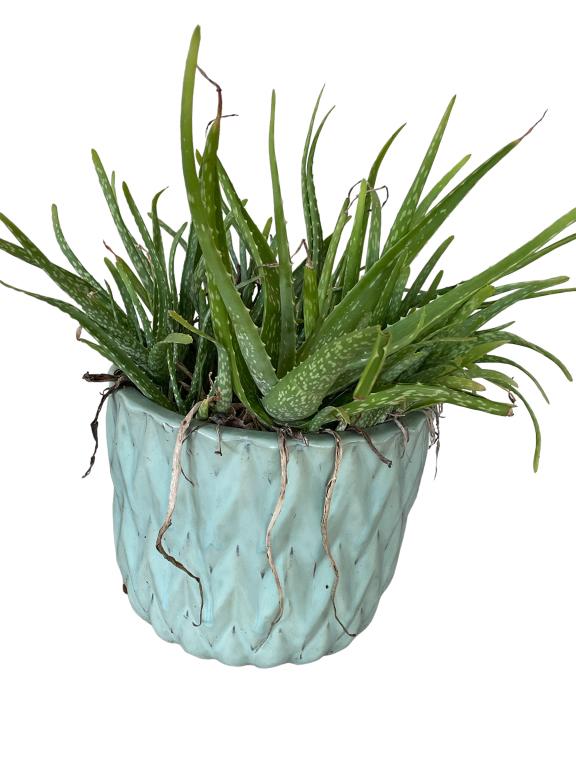 CONTEMPORARY MODERN OUTDOOR SUCCULENT PLANTER 9" (1 of 4)