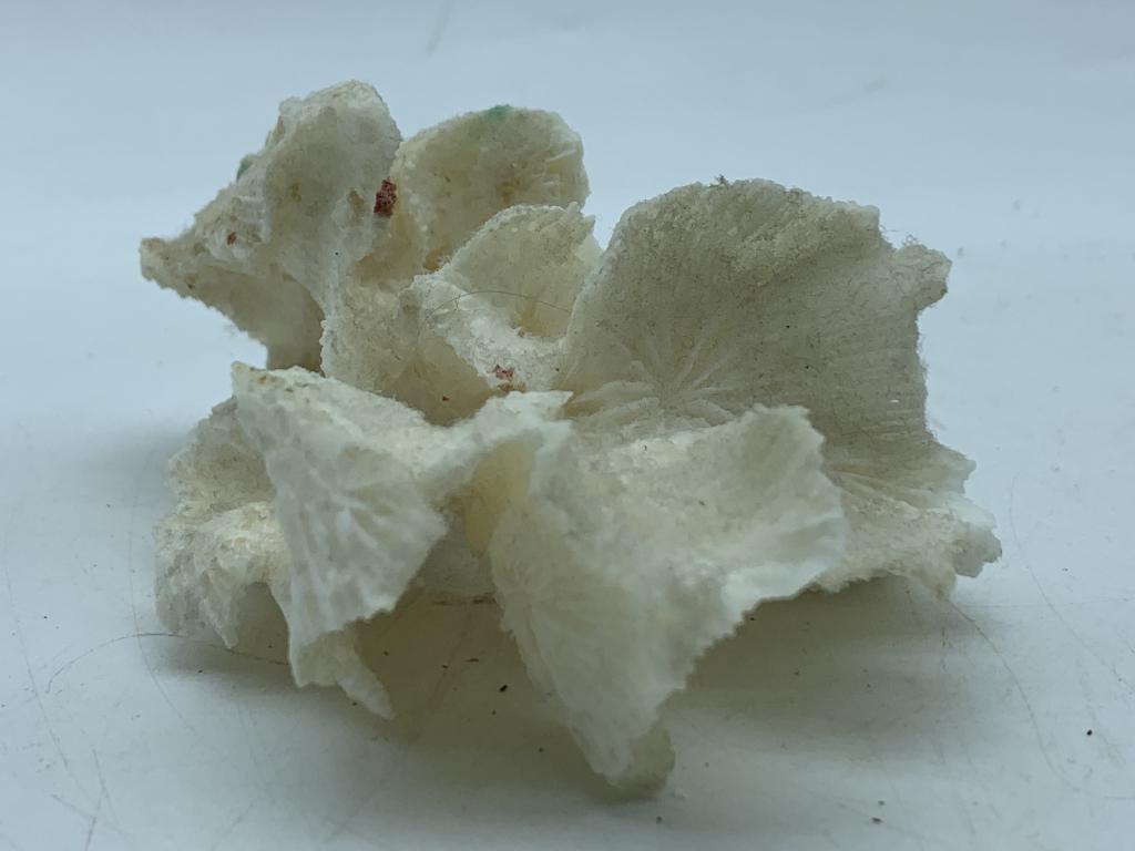 NATURAL CASTUS WHITE CORAL SPECIMEN (1 of 12)