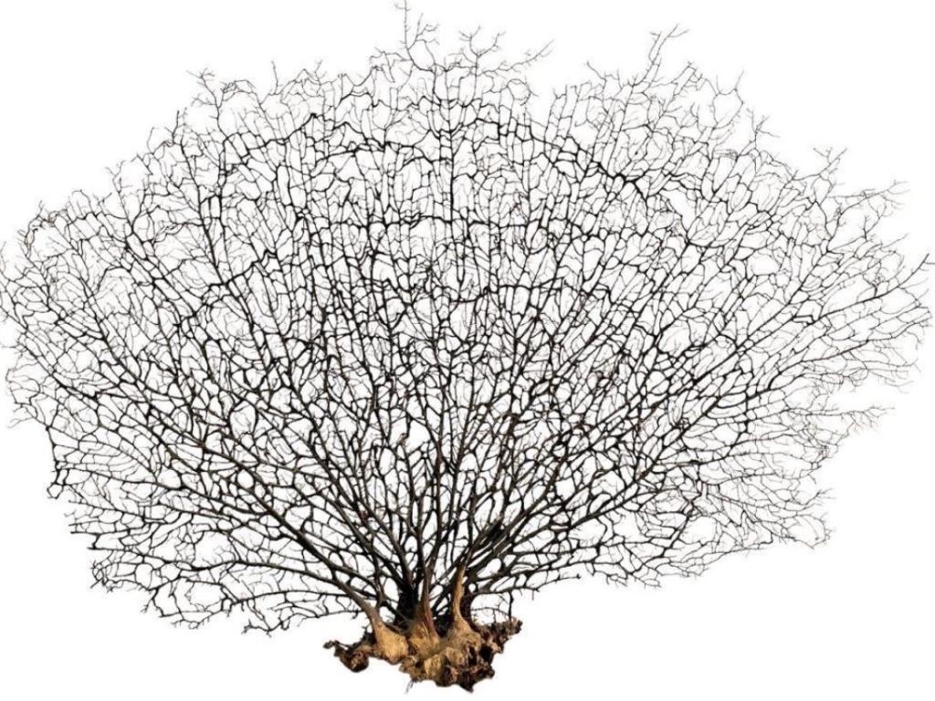 LARGE NATURAL SEA FAN CORAL (1 of 4)