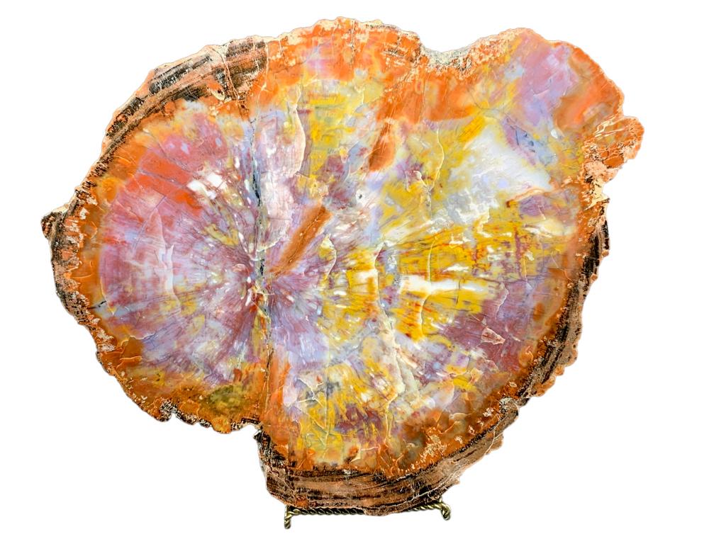 LARGE GENUINE PETRIFIED WOOD SLICE 17" (1 of 5)