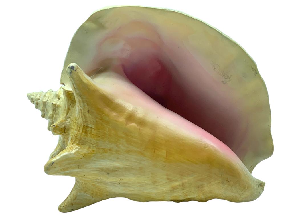 FLORIDA CONCH SHELL 7" (1 of 6)