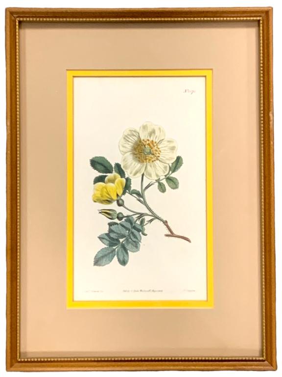 VTG FRAMED BOTANICAL PRINT 13.5" (1 of 1)