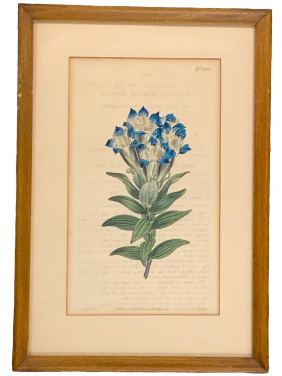 VTG FRAMED BOTANICAL PRINT  11.5" (1 of 1)